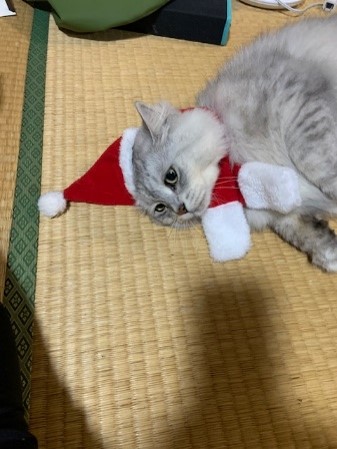 新年を迎え