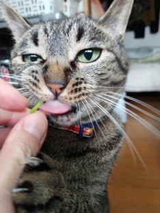 気分屋