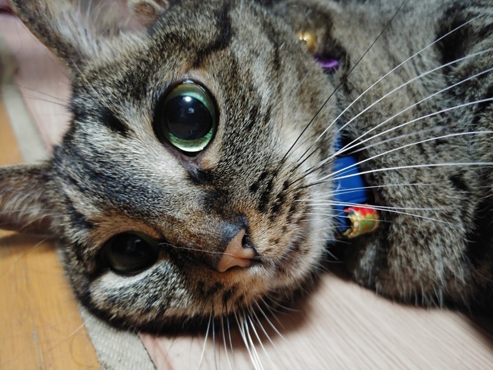 ネズミが・・・